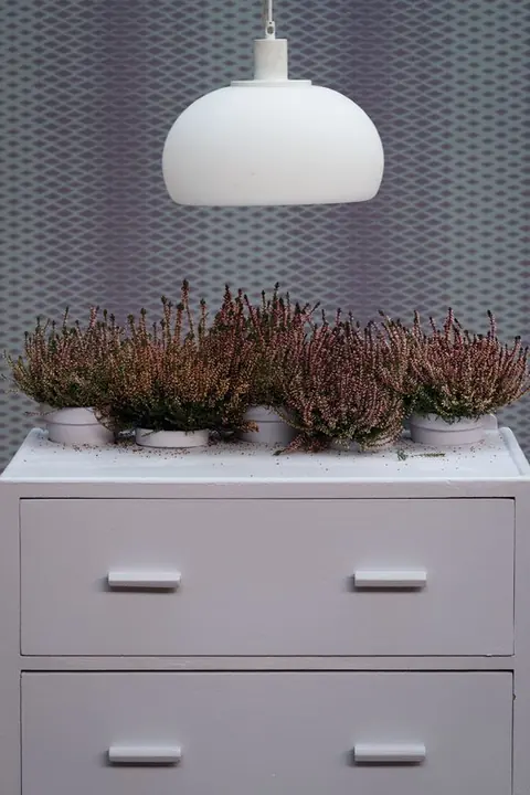 Ambiance peinte en Calluna de Farrow & Ball